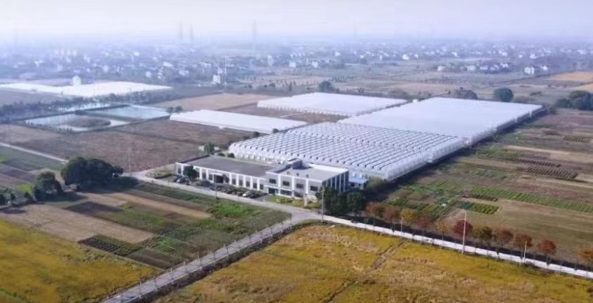在300余亩的育苗产业园，大华股份守护幼苗